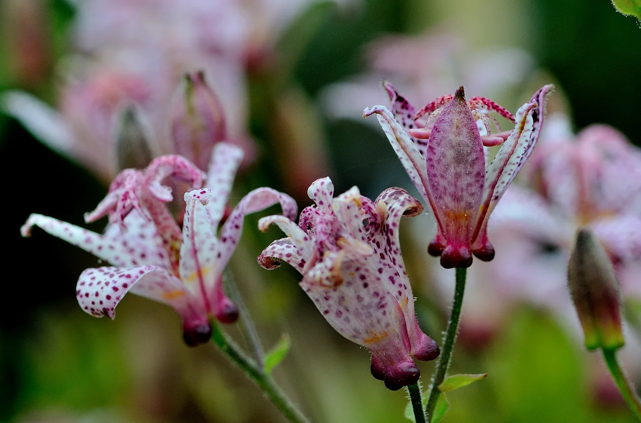 cartellini botanici - fiore