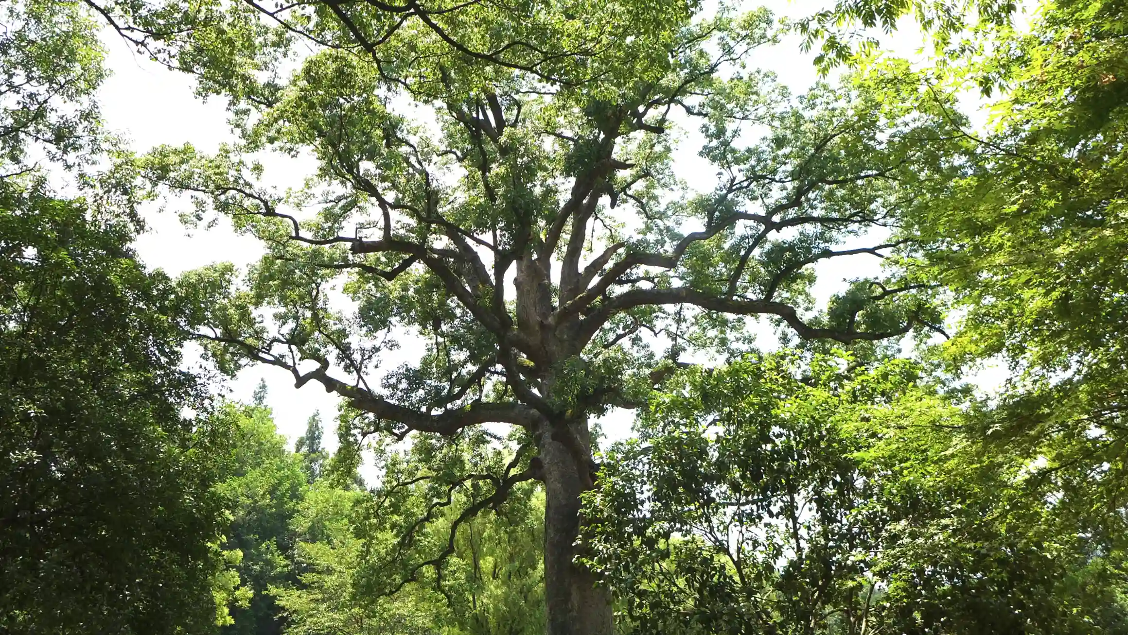 indagini di stabilità - albero